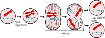 Prophase, Metaphase, Anaphase, Telophase, Cytokinensis