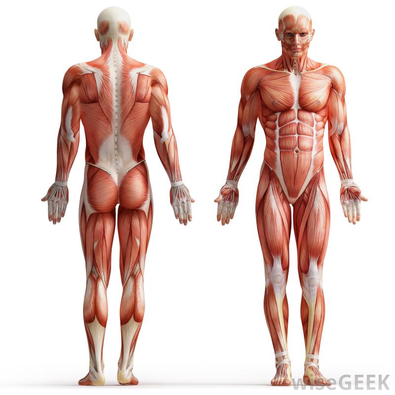 Types of Muscles