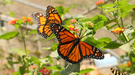 The Monarch Butterfly is a migratory butterfly
